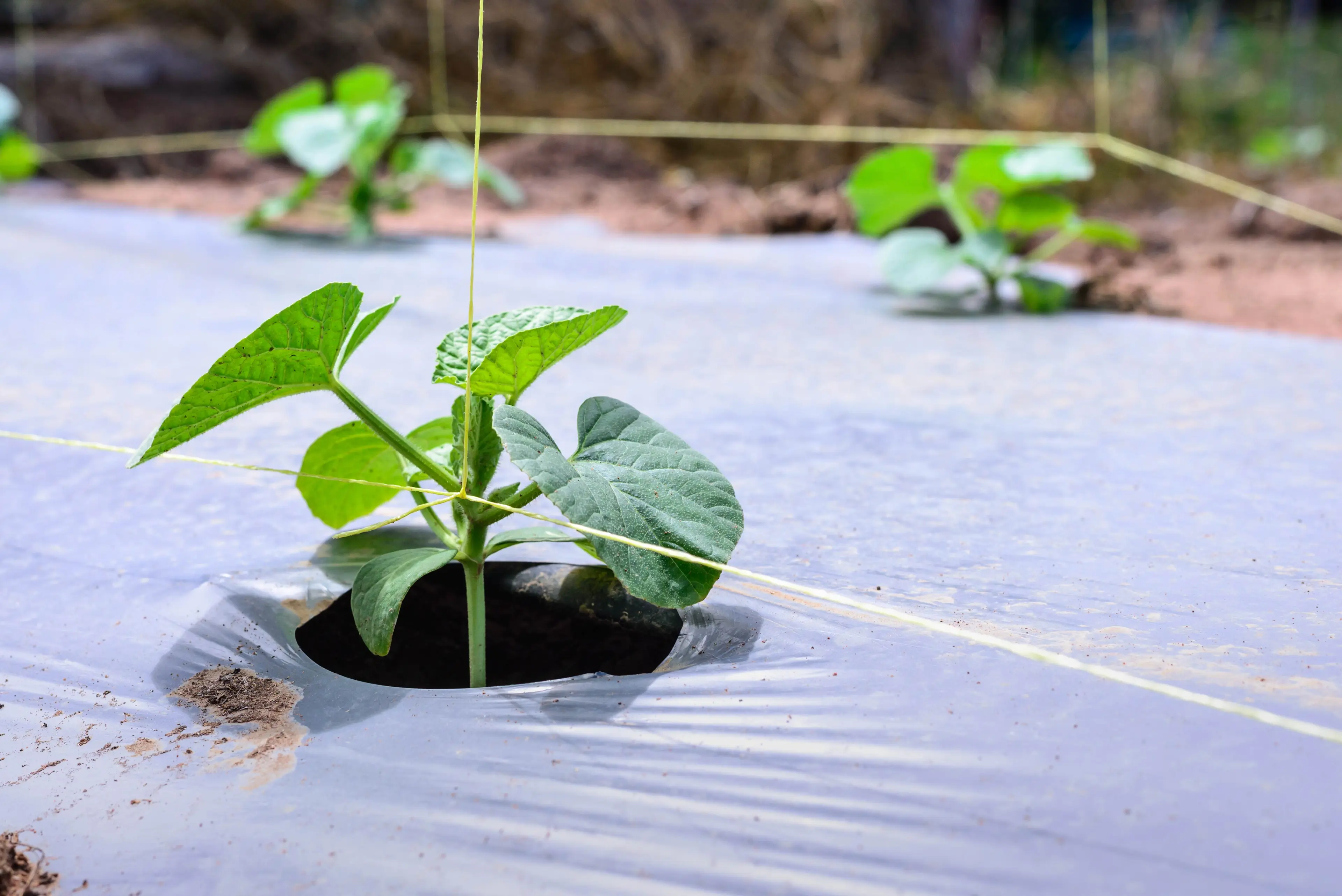 A white protective covering on a plant in an agricultural environment.