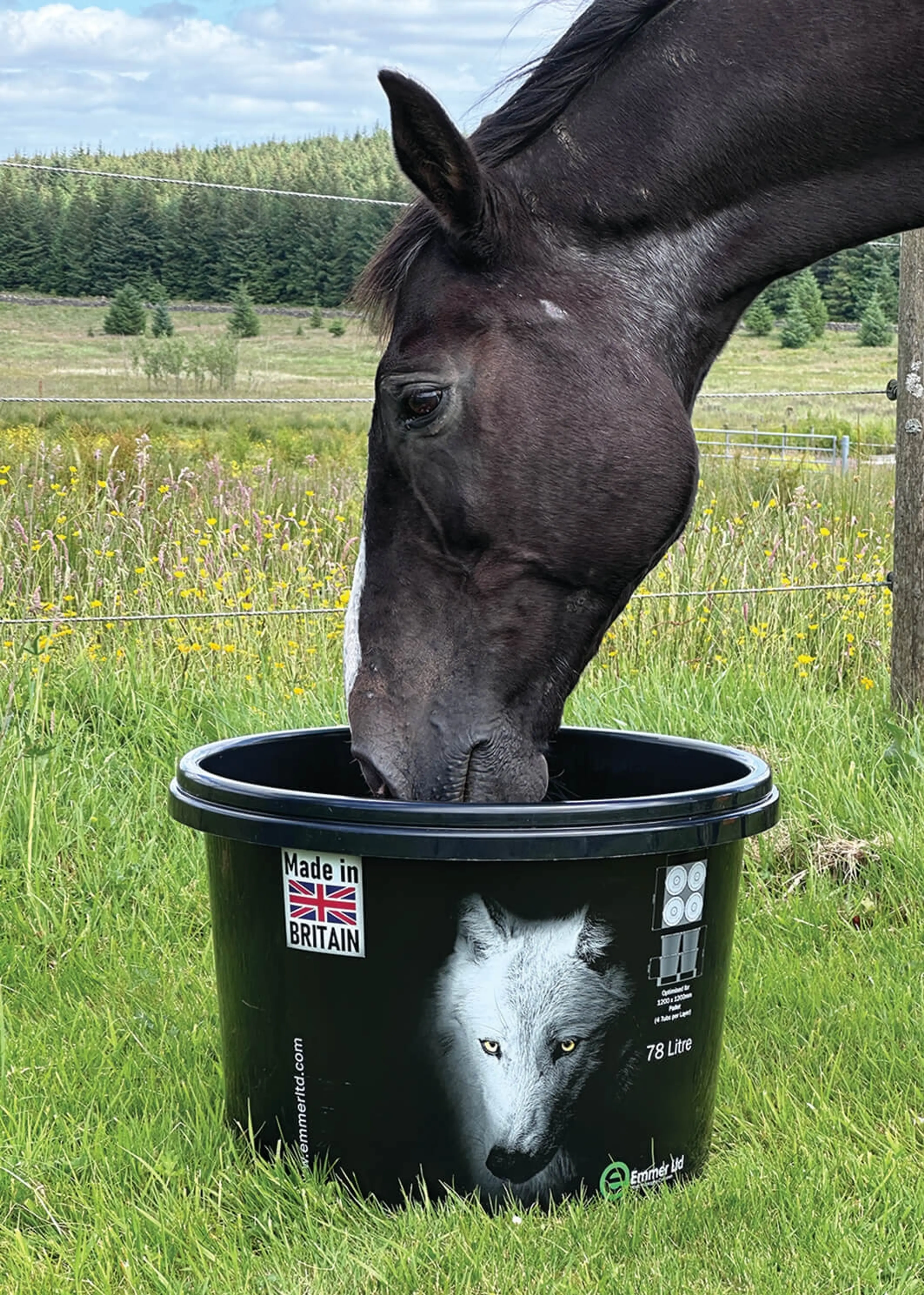 Horse eating from large plastic bucket